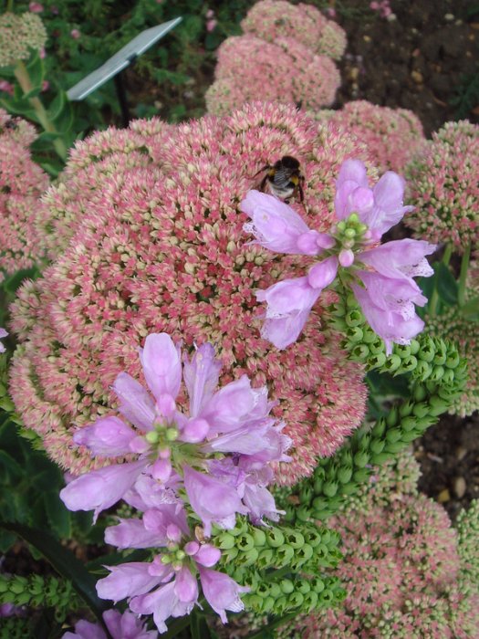 Hylotelephium et Physostegia